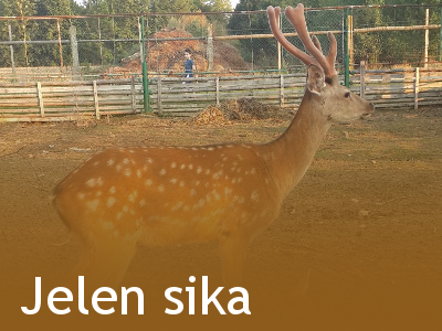 Jelen sika