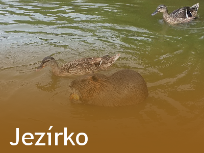 Jezírko