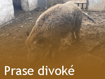 Prase divoké